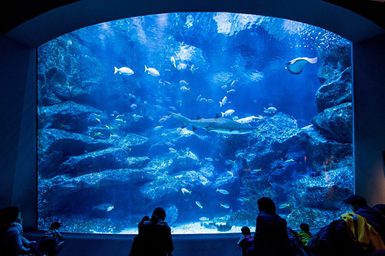 すみだ水族館_小笠原大水槽